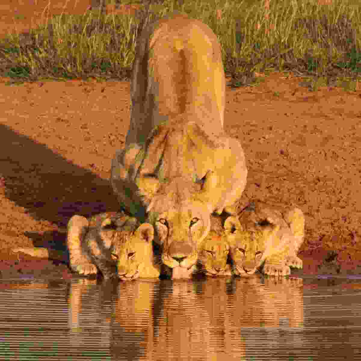 Wildlife Photography Wildlife Photography